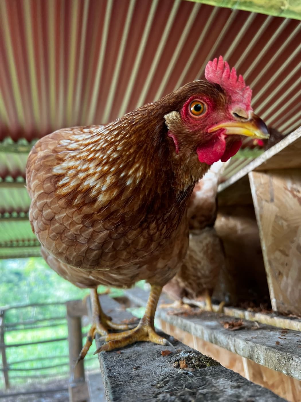 Huevos de Gallinas de Pastoreo 2